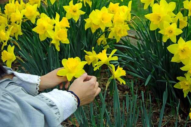 Daffodil Empowers Dailymotion with a Robust, Scalable Video CMS